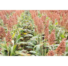 Sorgho grain roux demi-précoce - RGT Huggo