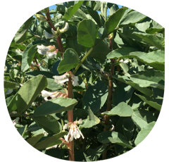 Féverole d'hiver - Nairobi - BIO