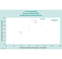 Saatmais - Purple (S280) DSV