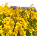 Nematodenresistenter Senf - Odysseus