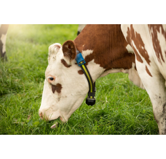 SenseHub™ Dairy - Monitoring - Détection des chaleurs