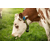 SenseHub™ Dairy - Monitoring - Détection des chaleurs