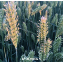 Cebada de invierno - MOCHINA 5