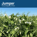 Pois protéagineux jaune d'hiver - Jumper