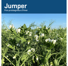 Pois protéagineux jaune d'hiver - Jumper