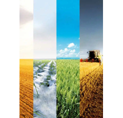 Blé tendre d'hiver - RGT Vivendo