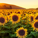 Sonnenblume gestreift, High-Oleic (HO), früh -Bluebird