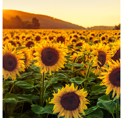 Sonnenblume gestreift, High-Oleic (HO), früh -Bluebird