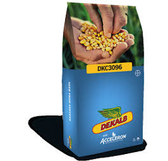 Saatmais - DKC3096 (S220 K210) DEKALB