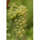 Keltertraube - Scheurebe JF22  - Unterlage 5BB - Hochstammrebe