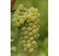 Keltertraube - Scheurebe JF22  - Unterlage 5BB - Hochstammrebe