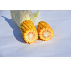 Saatmais - Volney (S250 K250) DSV