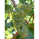 Keltertraube - Chardonnay Klon 95 - Unterlage 5BB