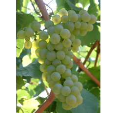 Keltertraube - Chardonnay ST130 - Unterlage SO4 - Hochstammrebe