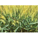 Trigo aristado - Novic - R2