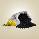 KWS Otello | Hybrider Winterraps