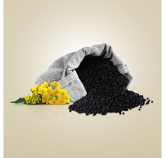 KWS Otello | Hybrider Winterraps