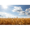 Sommerhafer - Erlbeck BIO