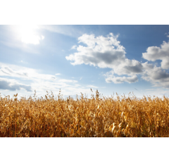 Sommerhafer - Erlbeck BIO