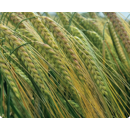 Cebada de invierno - LG CENTELLA