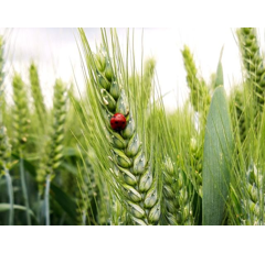 Trigo de media fuerza - LG Antique - Aristado