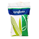 Saatmais - SY Larson (S170) SYNGENTA