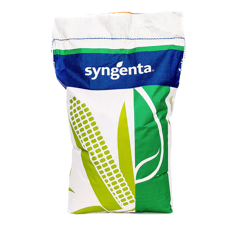 Saatmais - SY Larson (S170) SYNGENTA
