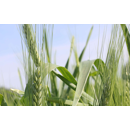 Winteremmer - Späths Albjuwel BIO