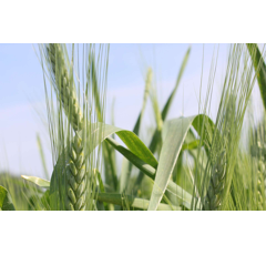 Winteremmer - Späths Albjuwel BIO