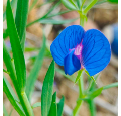 Gesse commune - N-Fix