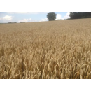 Winterweizen Kerubino