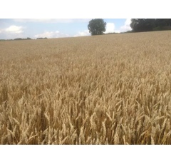 Winterweizen Kerubino