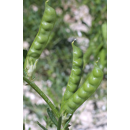 Veza sativa - Libia - R2