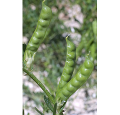 Veza sativa - Libia - R2