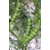 Veza sativa - Libia - R2
