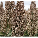 Sorghum - Albanus - Körnermasse
