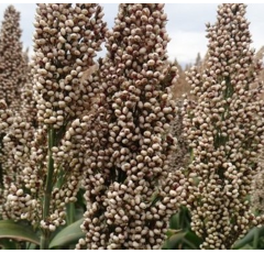 Sorghum - Albanus - Körnermasse