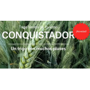 Trigo blando de invierno - Conquistador - Aristado