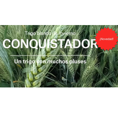 Trigo blando de invierno - Conquistador - Aristado