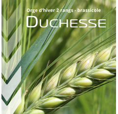 Orge d'hiver brassicole - Duchesse - BIO