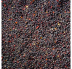 Colza fourrager - Mosa