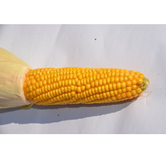 Saatmais - Jakleen (S220 K230) DSV