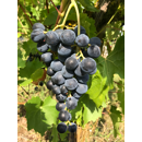 Tafeltraube - Osella