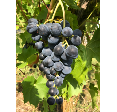 Tafeltraube - Osella