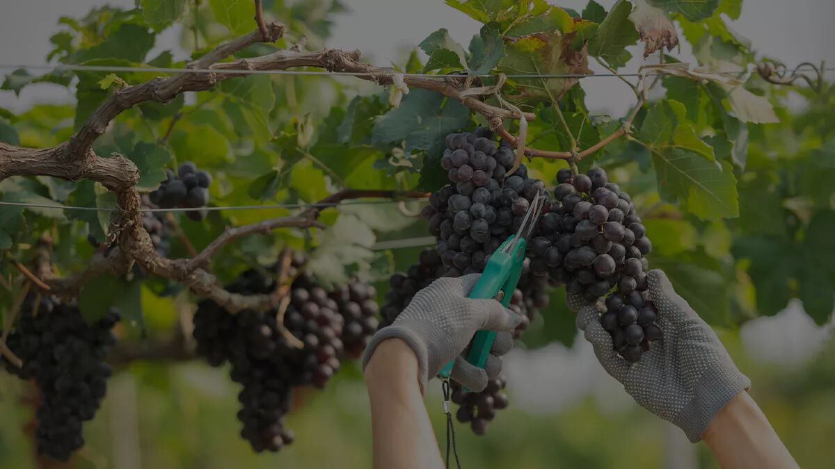 Vendanges : 3 informations pratiques à connaître