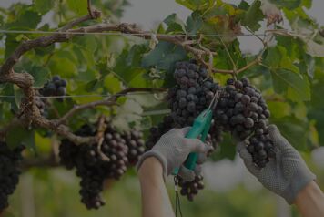 Vendanges : 3 informations pratiques à connaître