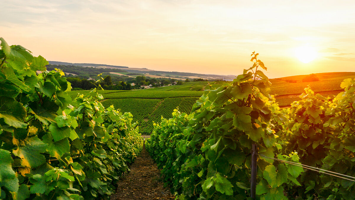 Qu'est ce que la viticulture ?