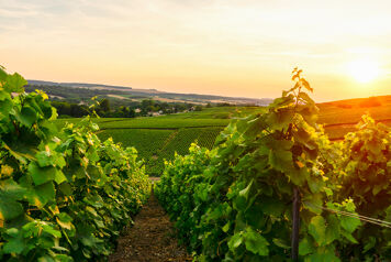 Qu'est ce que la viticulture ?