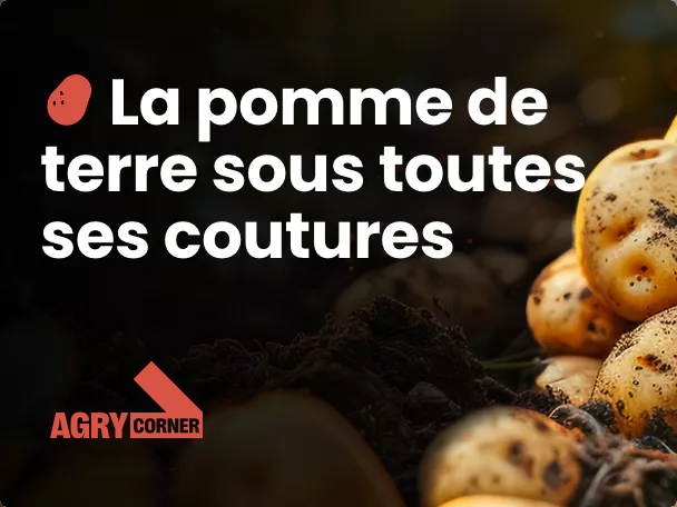 Agricorner Pomme de terre