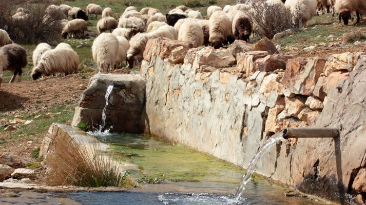 troupeau de mouton pres d'une fontaine